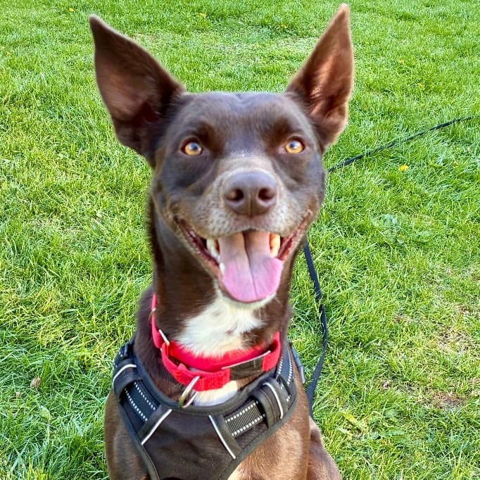 Loki