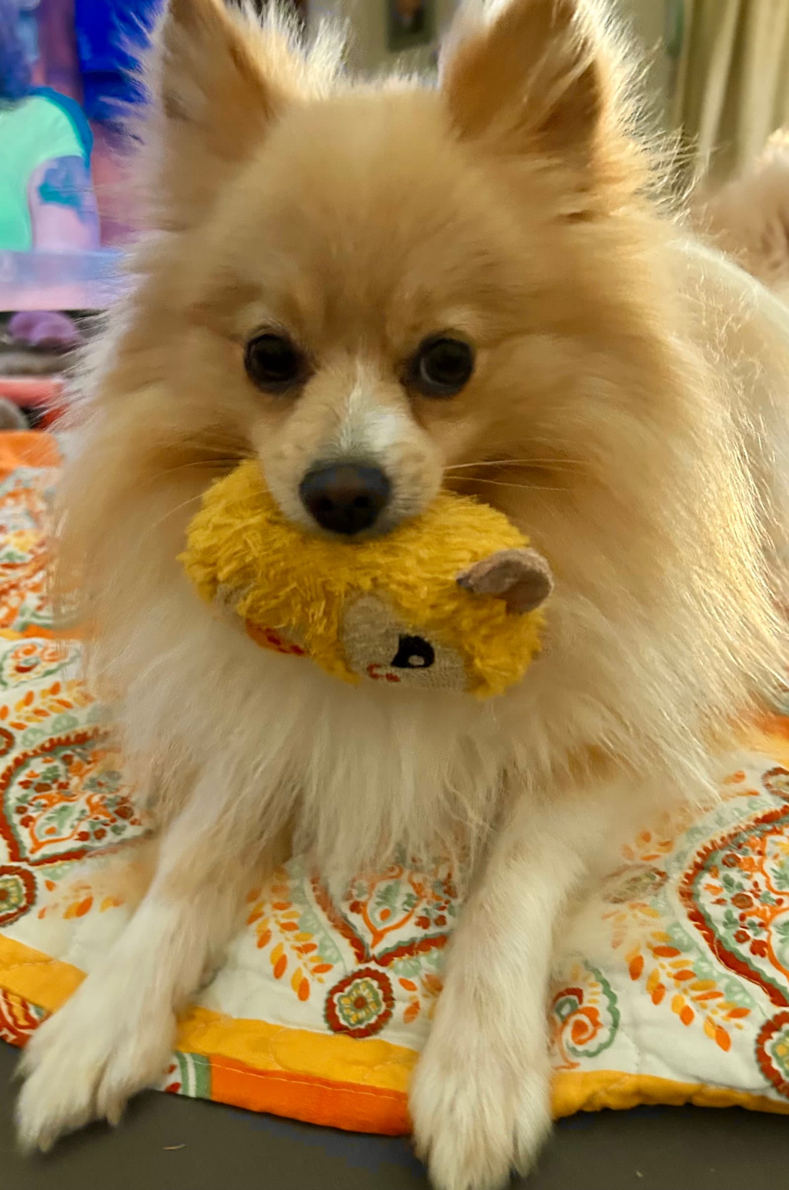 Bruno
