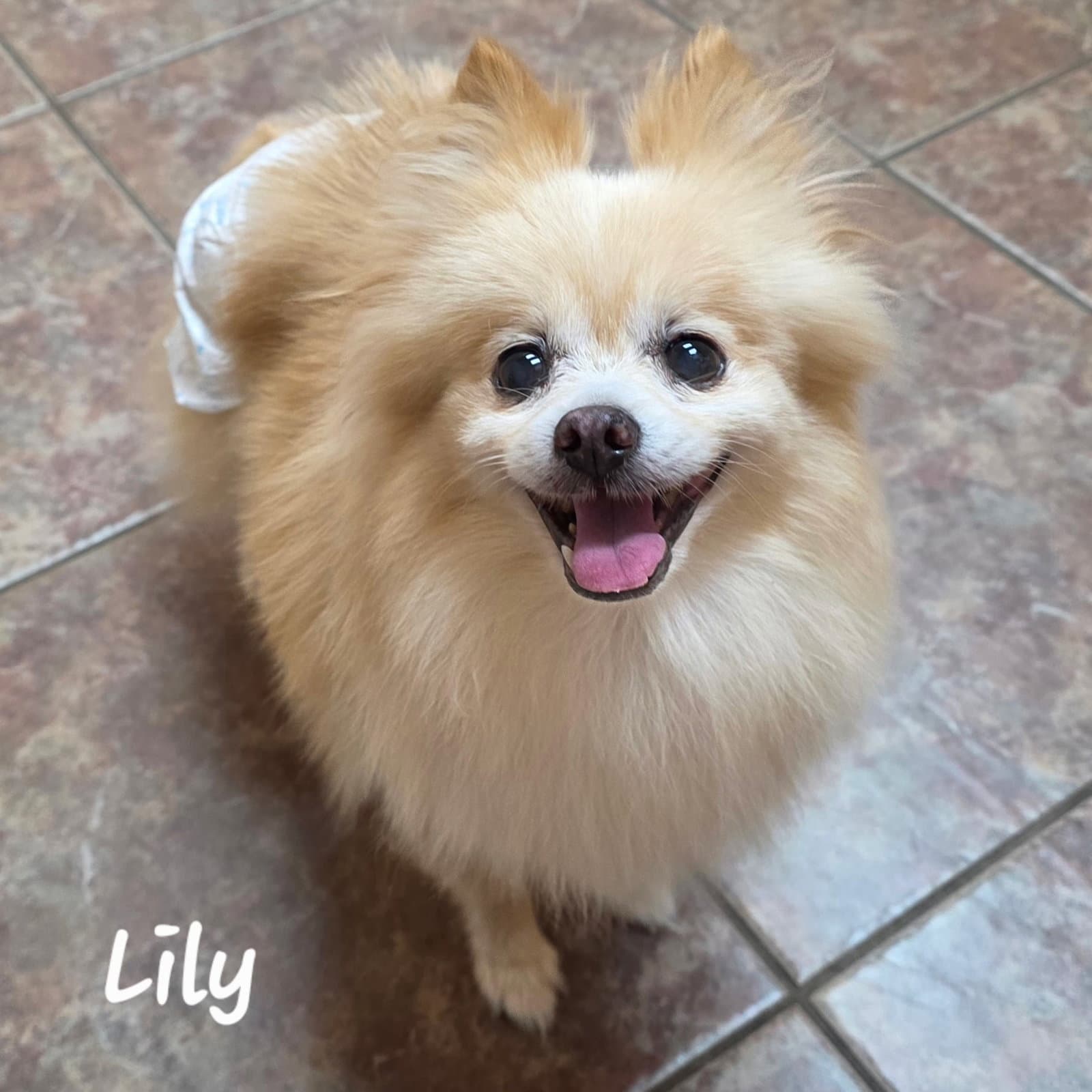 Lily - Houston