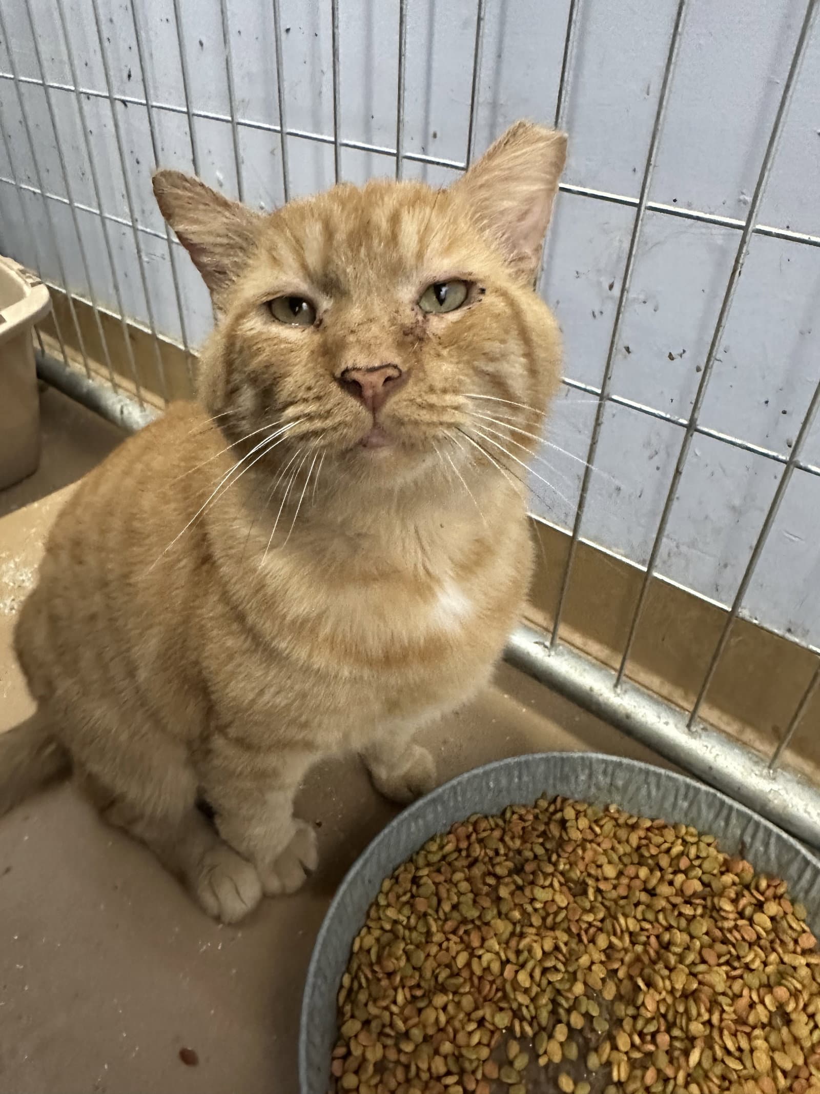 Ferdinand FIV +
