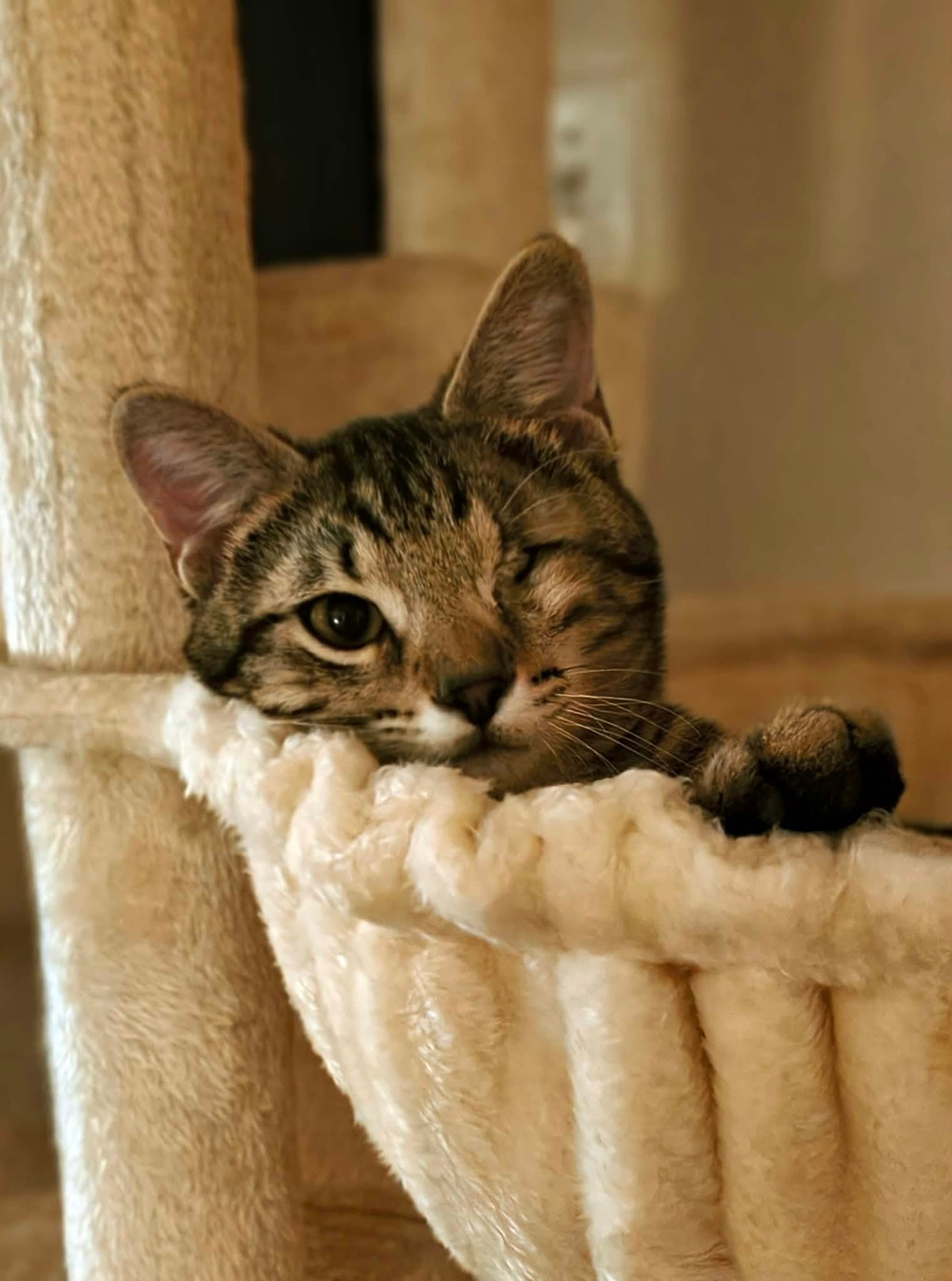 Dawson- In Foster, Ask for an Appointment