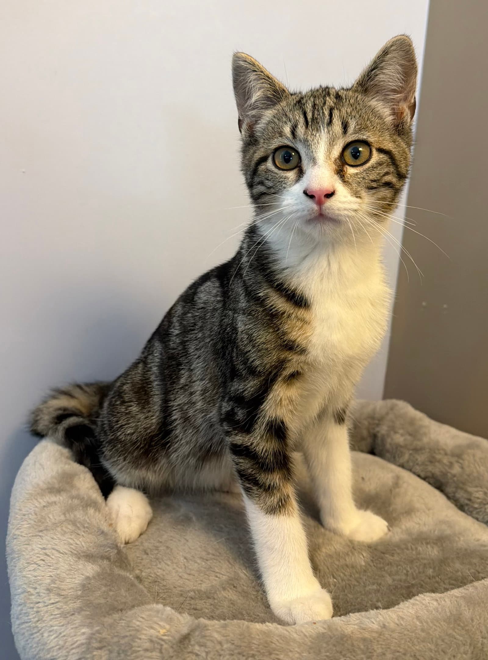 Razz - Meet me at Fancy Paws!