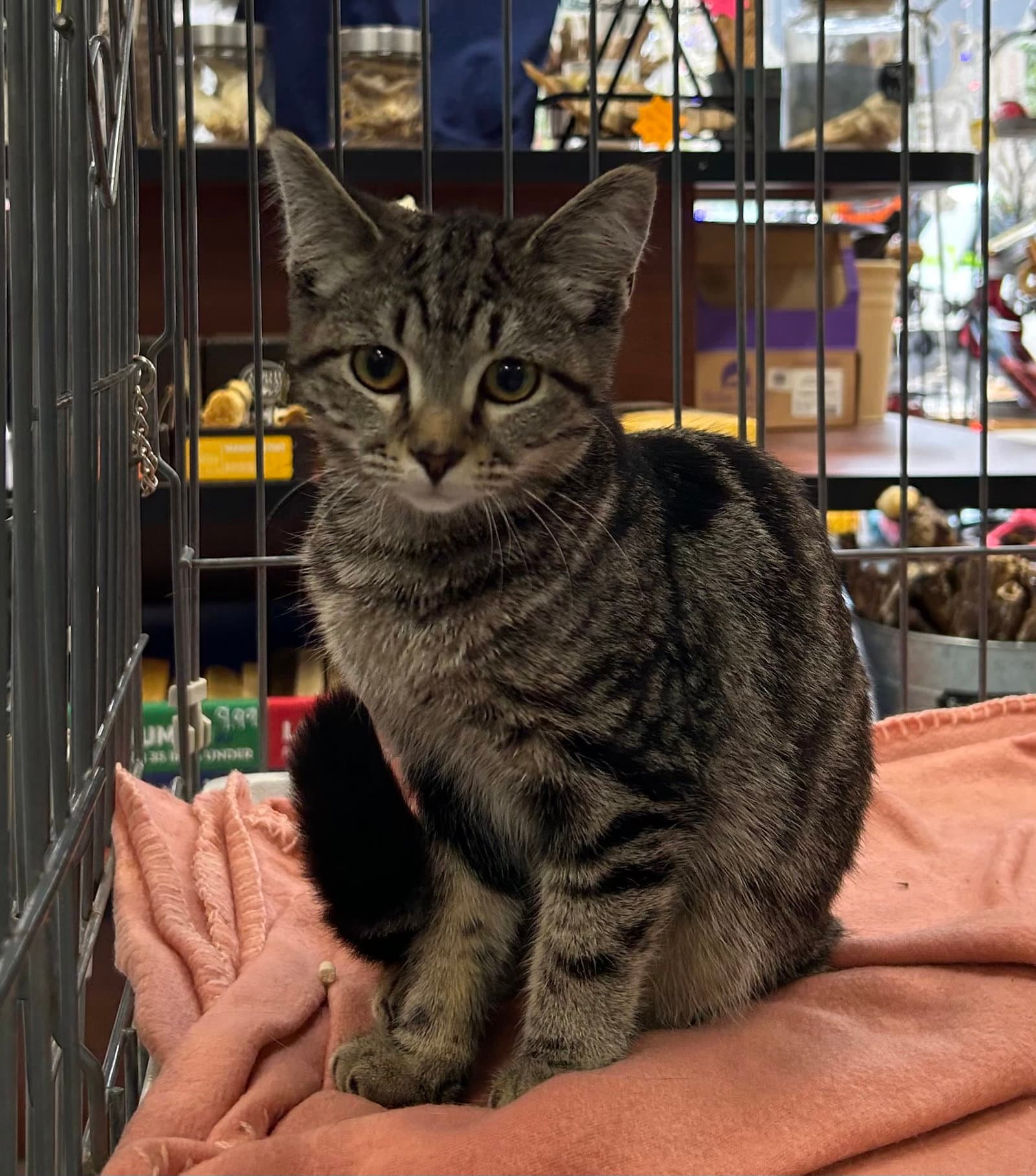 Sythia - Meet me at Fancy Paws!