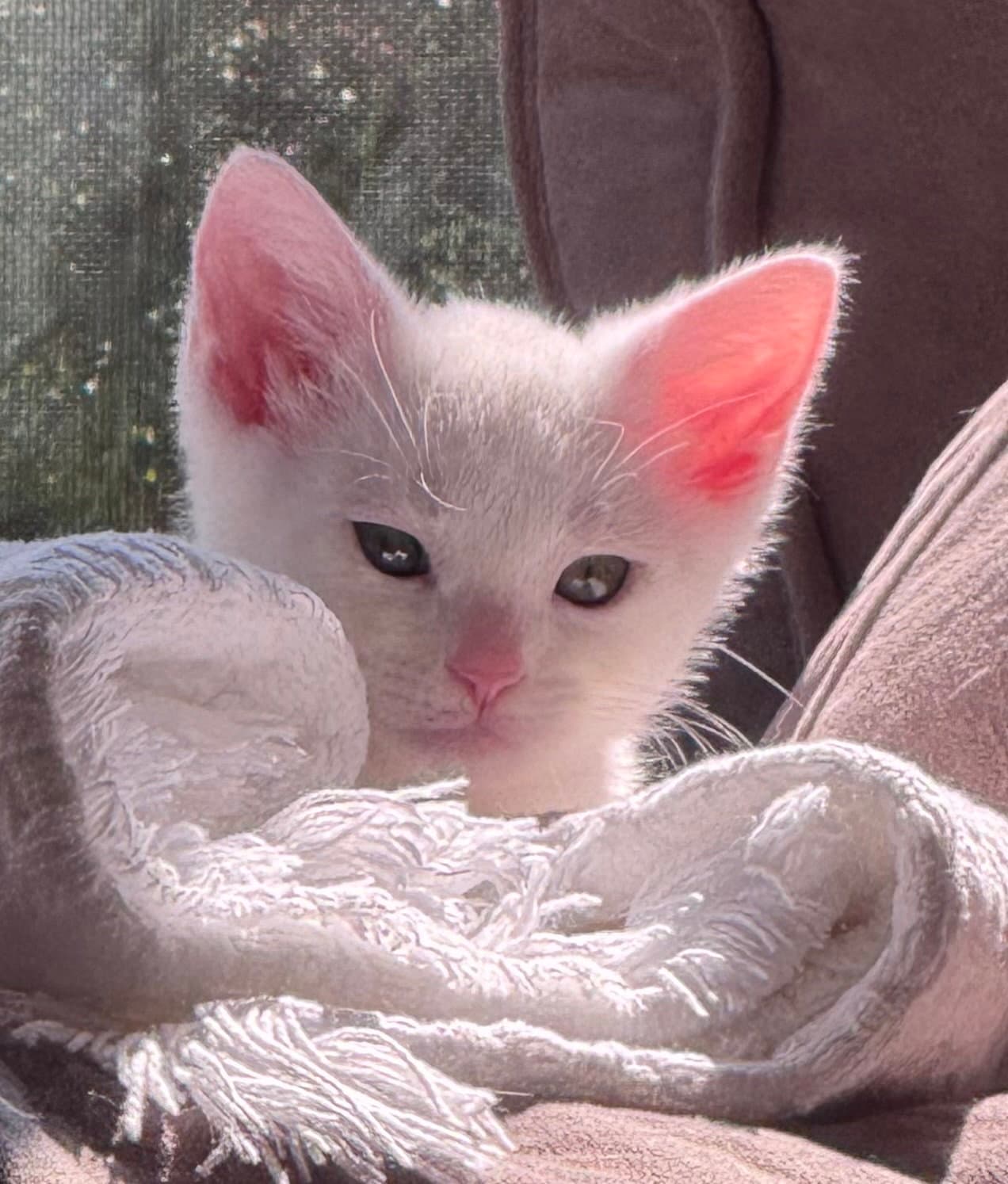 Finlay- In Foster Ask for an Appointment