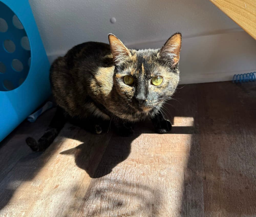 Juno