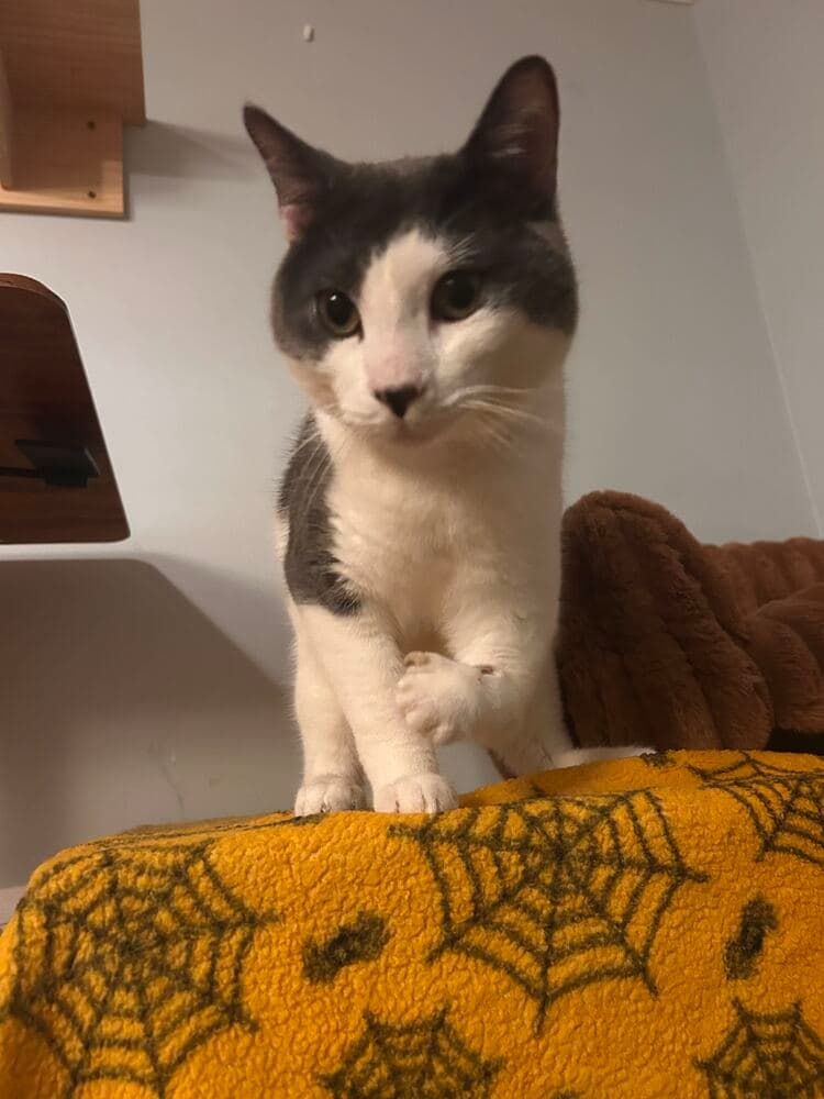 Gilbert