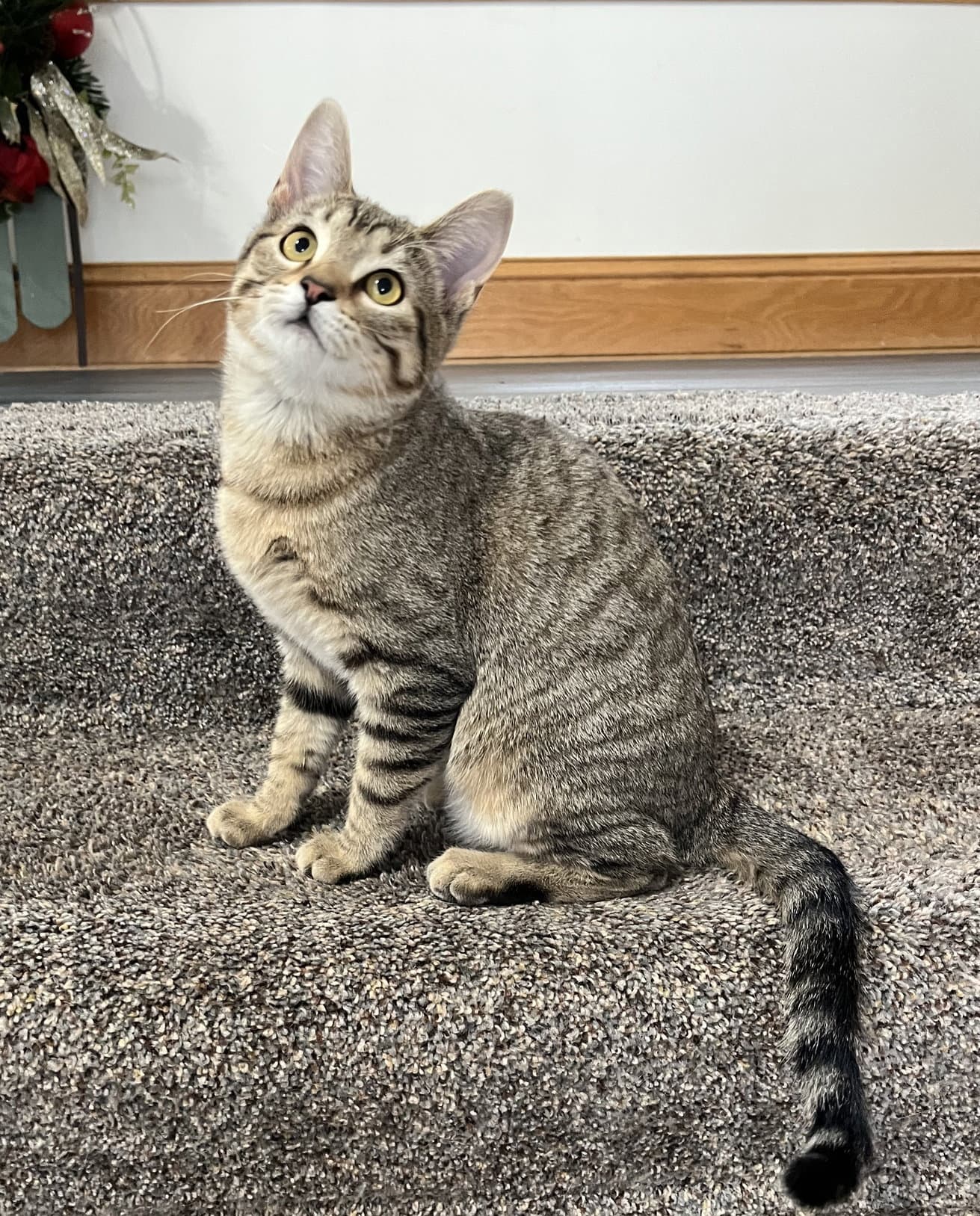 Kitka