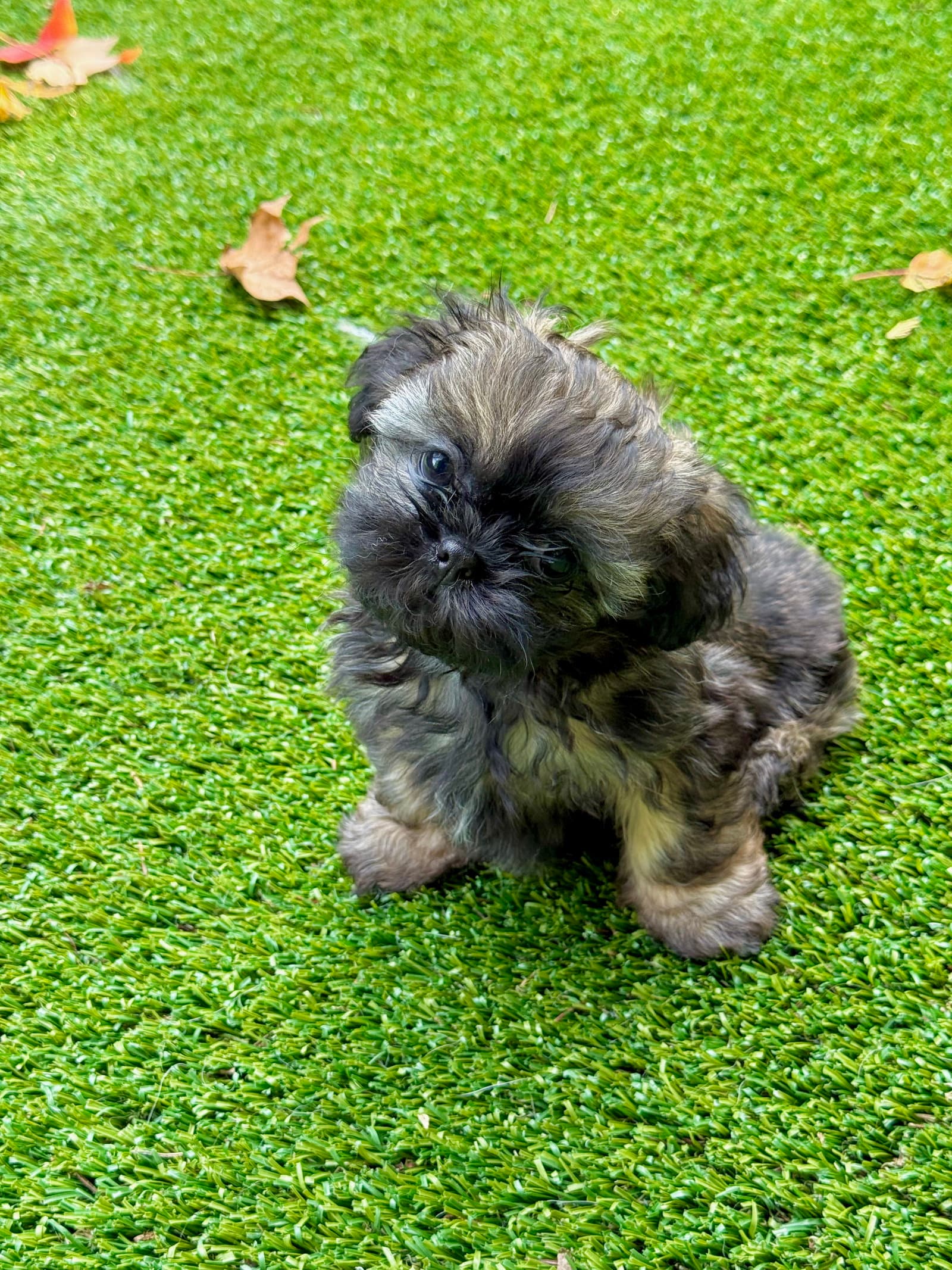 Itsy