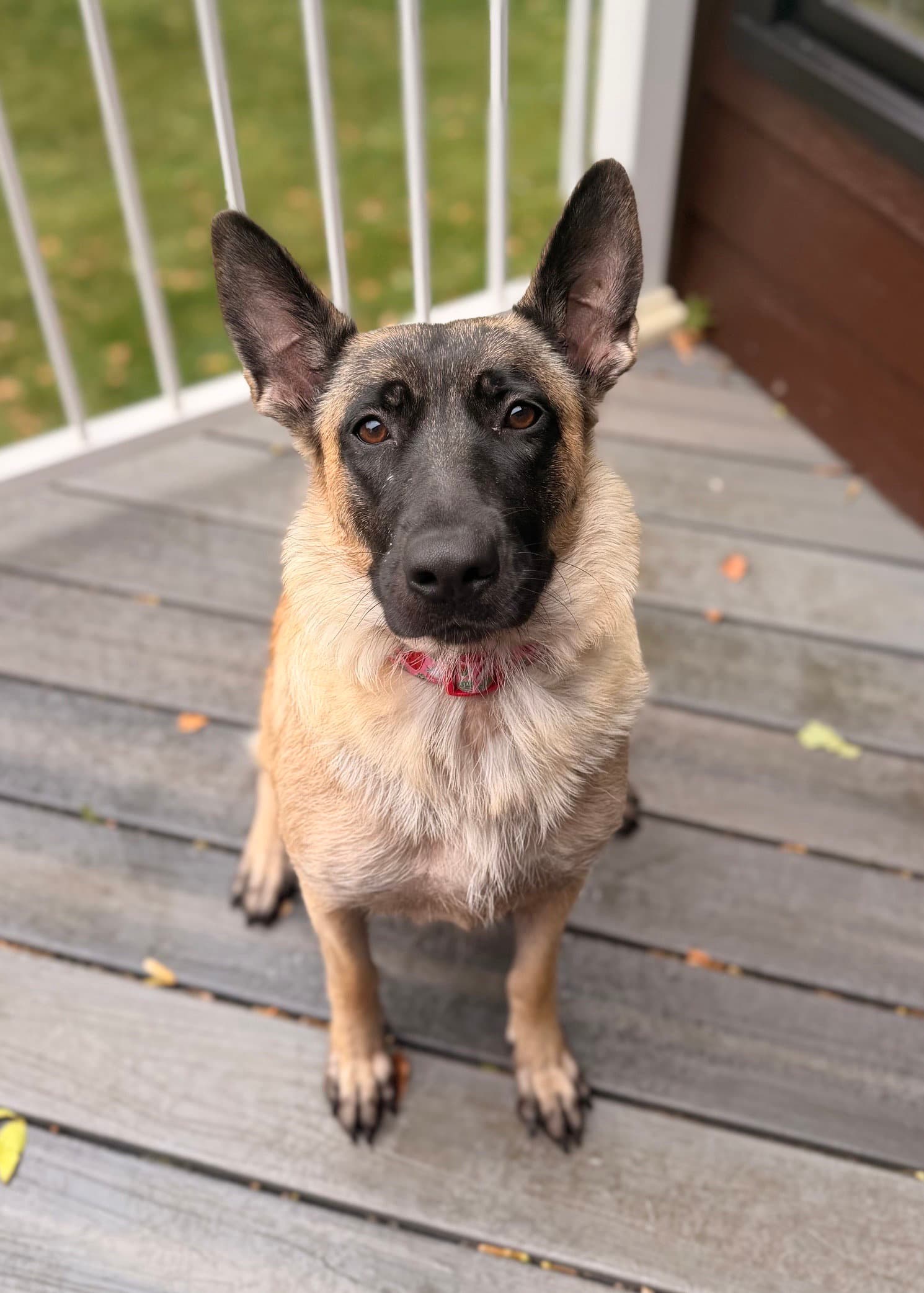 Jolene