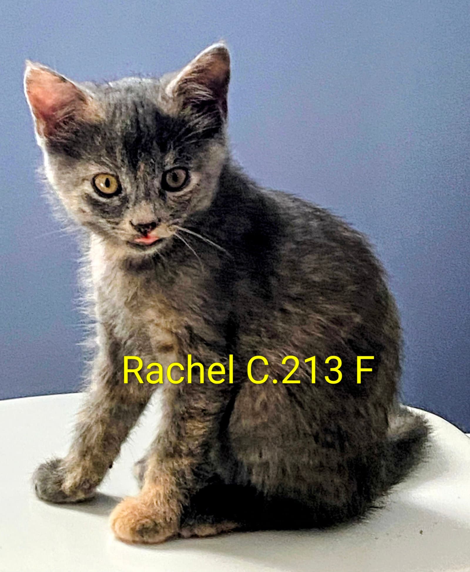Foster Rachel