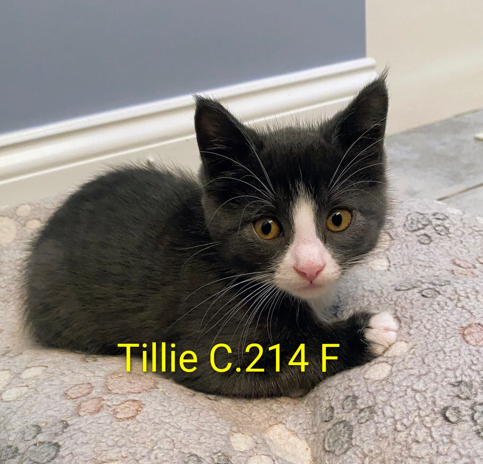 Foster Tillie