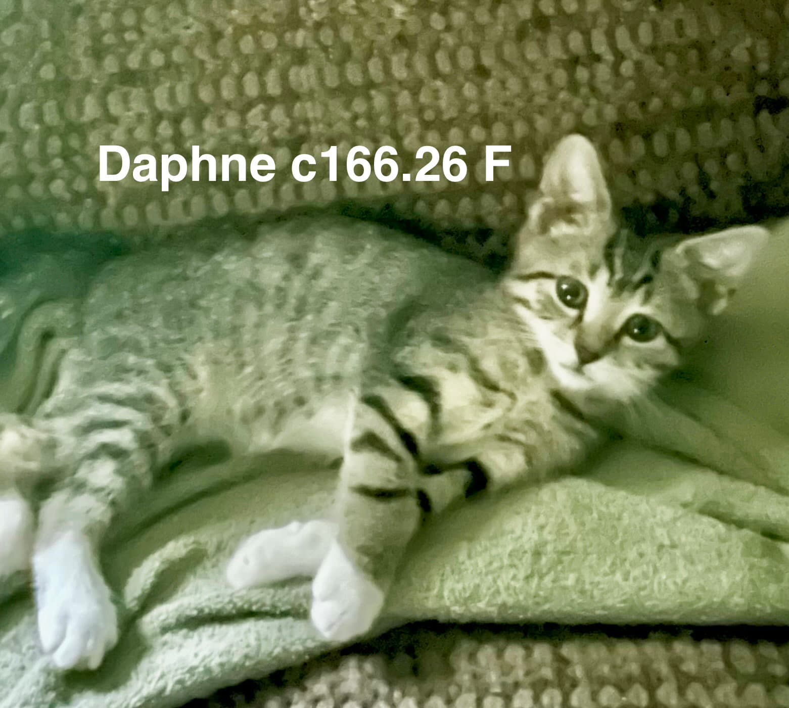 Foster Daphne