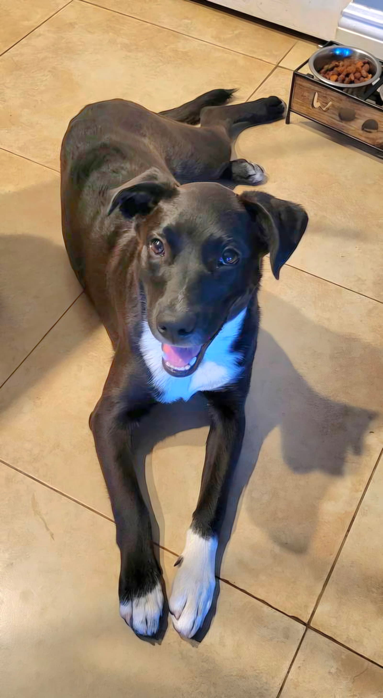 Piper