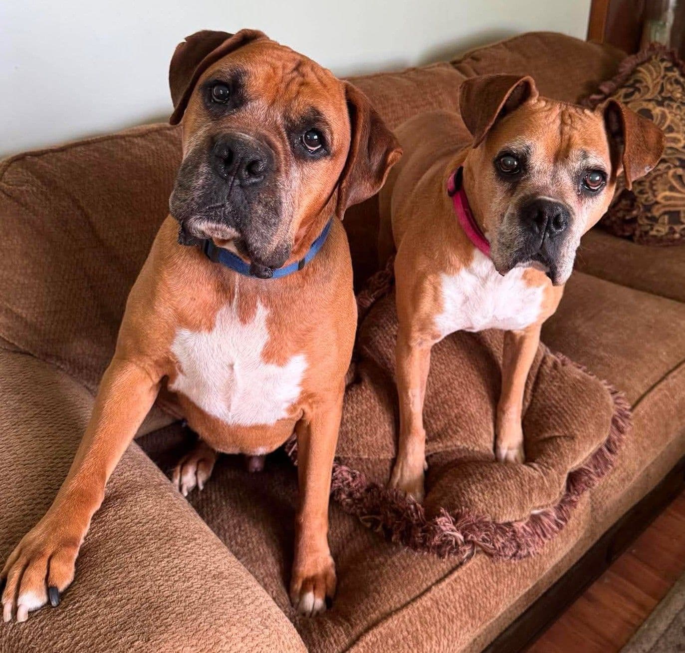 Sandy - FOSTER OR ADOPT ME WITH DANNY!!