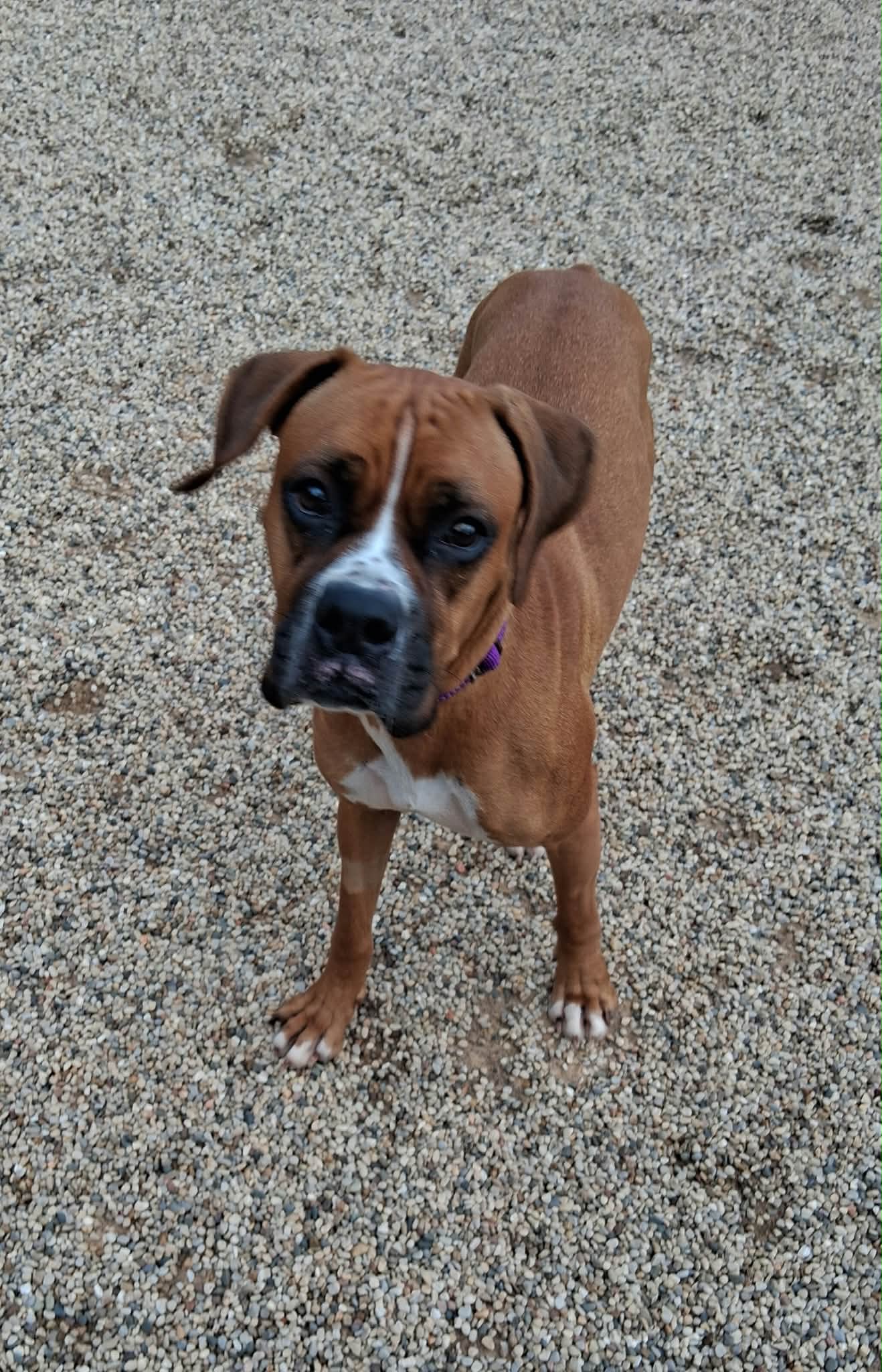 Jenny - ADOPTION INTEREST!!