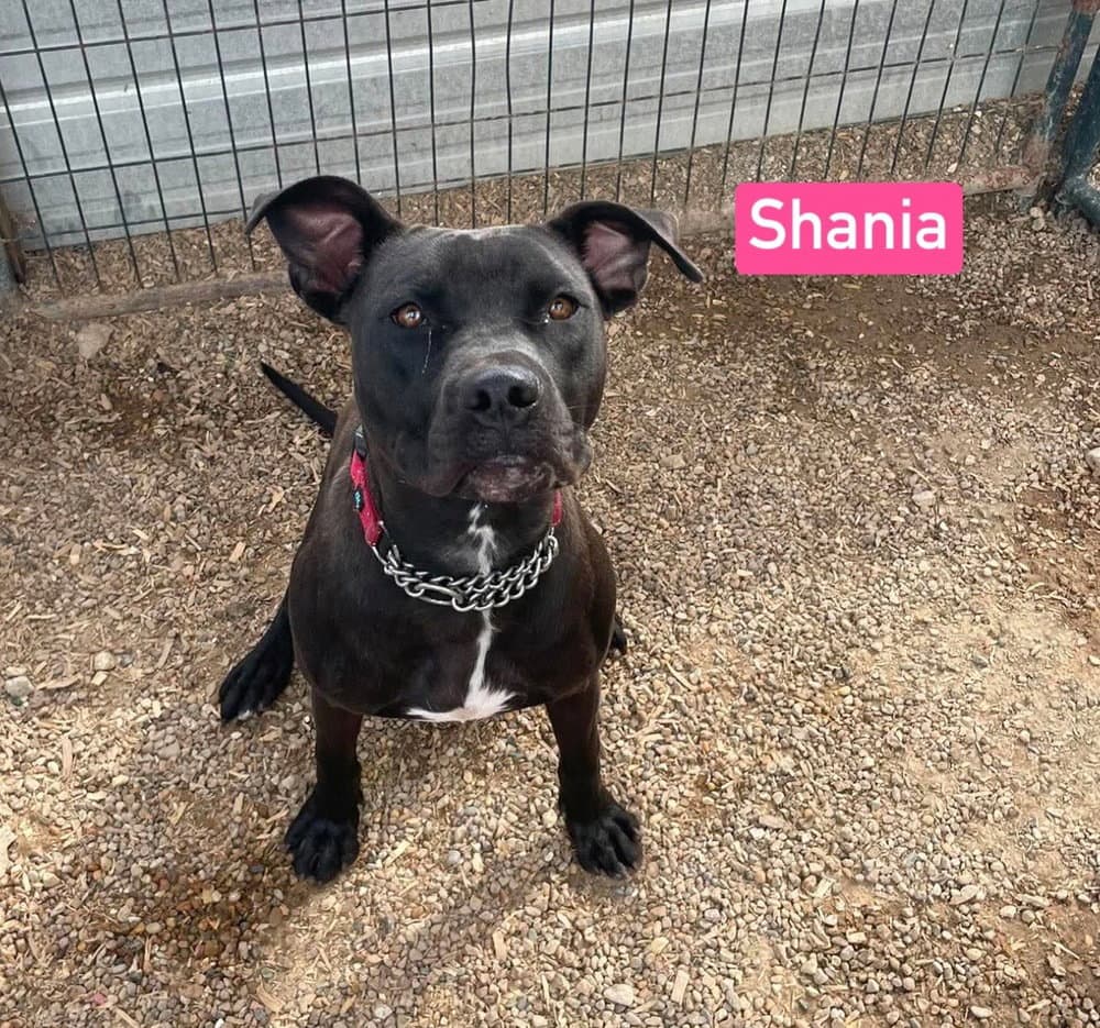 Shania