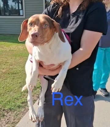 SF Rex