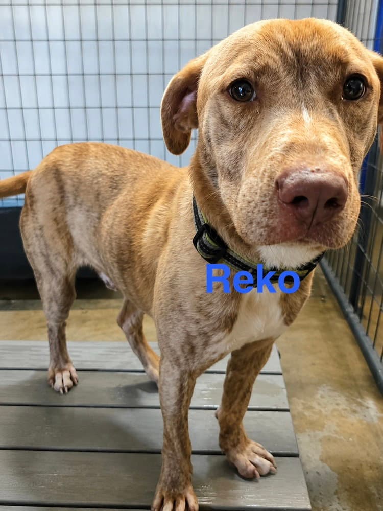 Reko