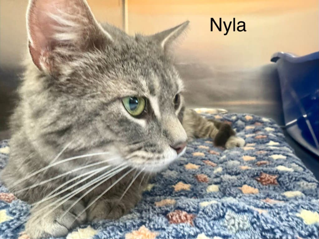 Nyla