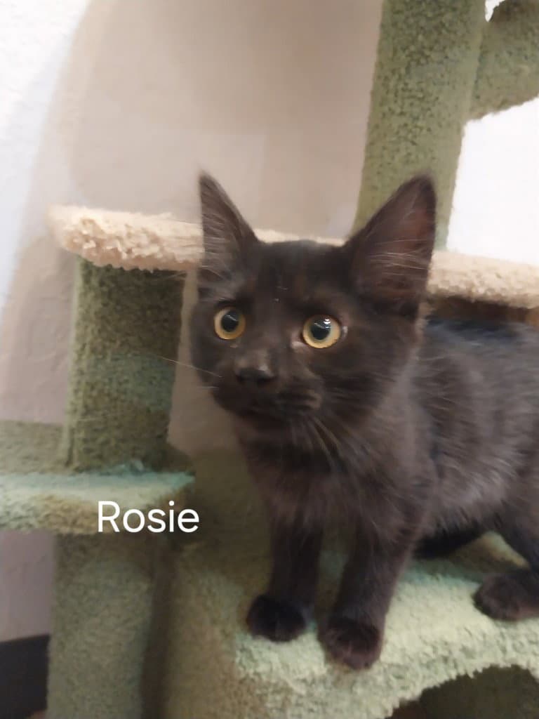 Rosie