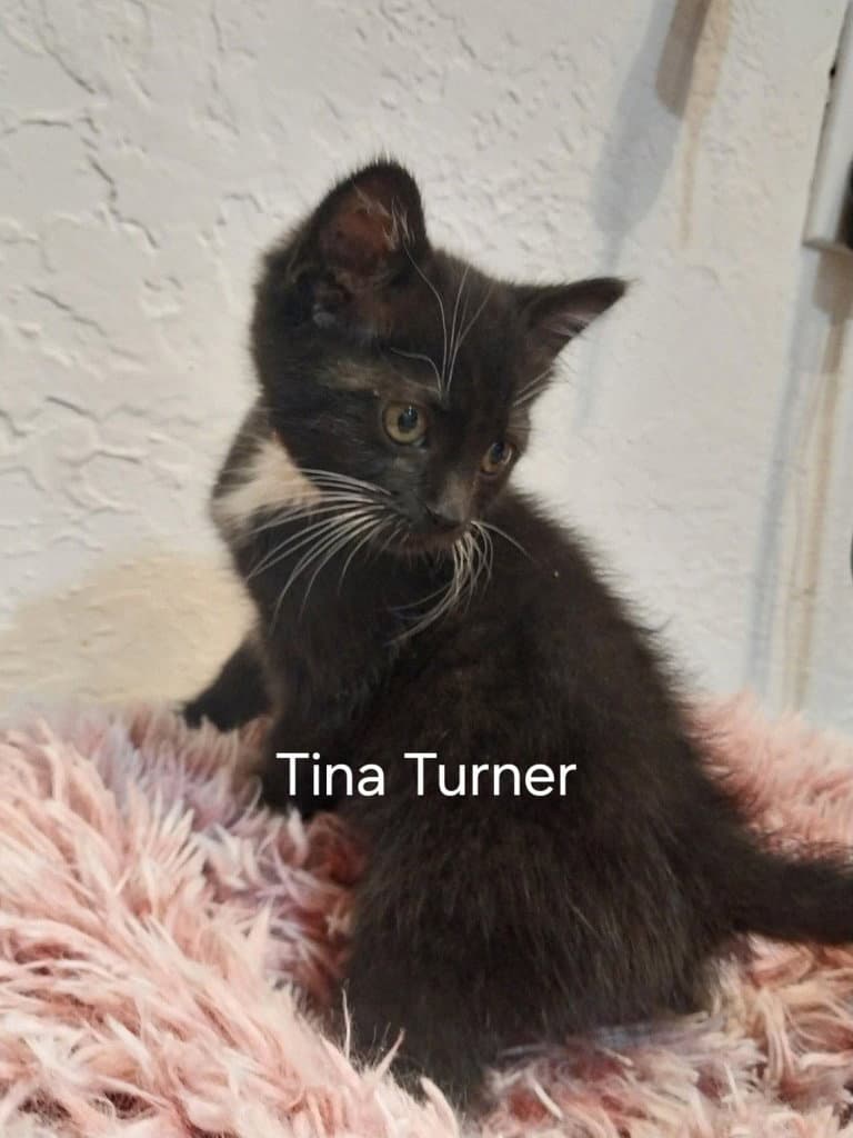Tina Turner