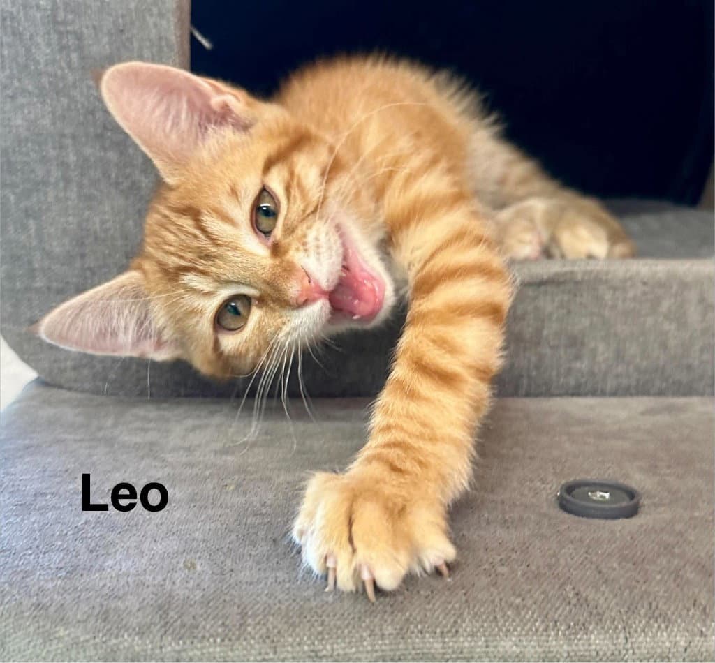 Leo