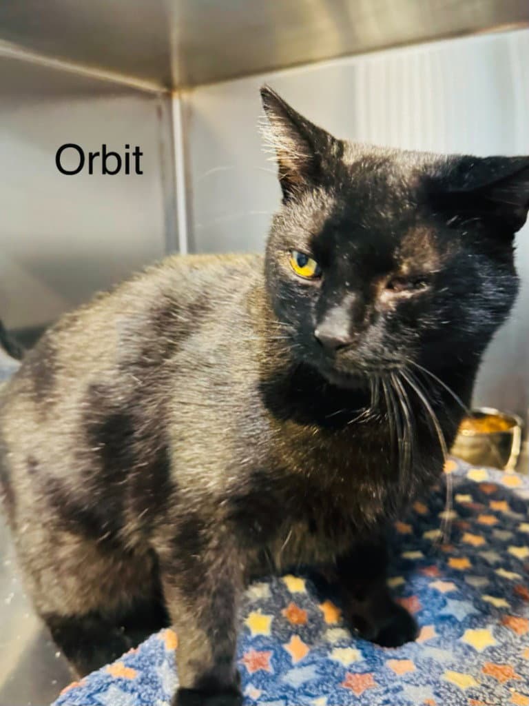 Orbit