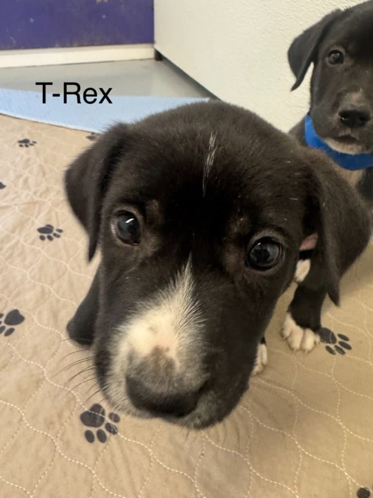 T-Rex