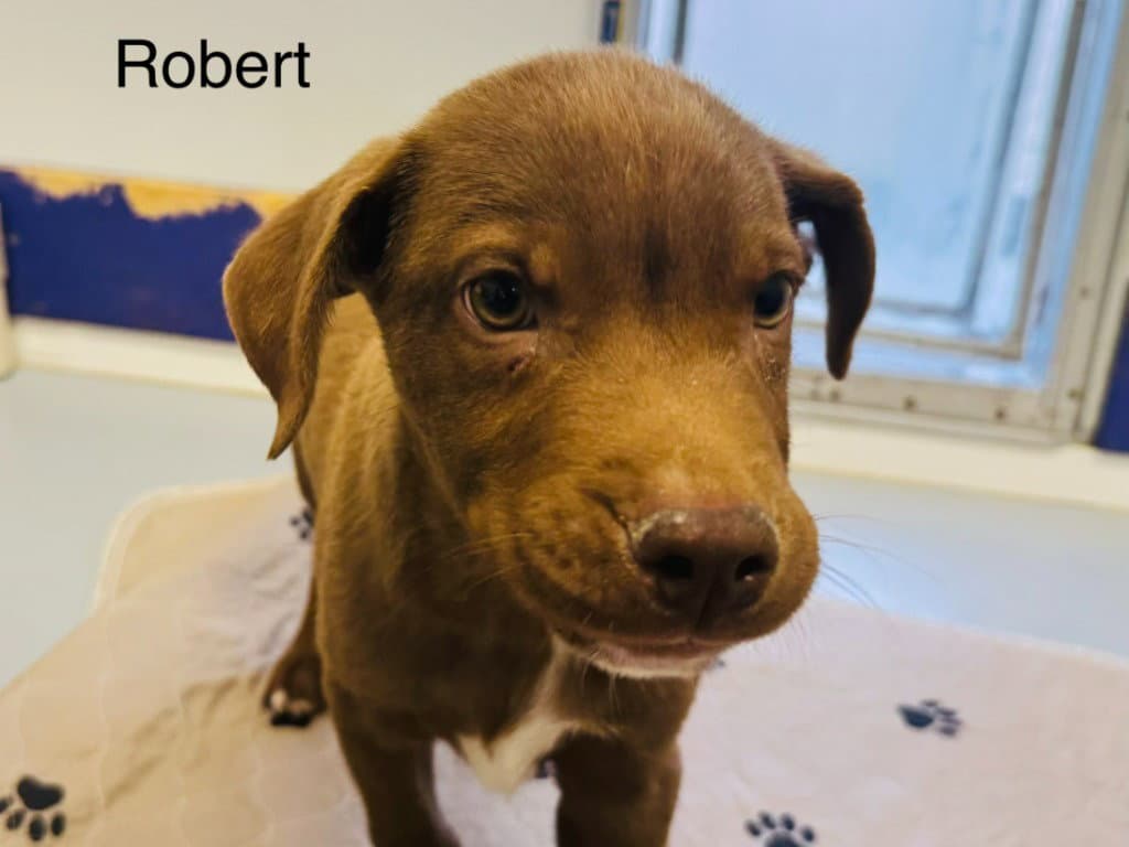 Robert