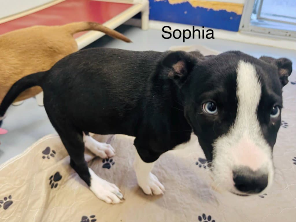 Sophia