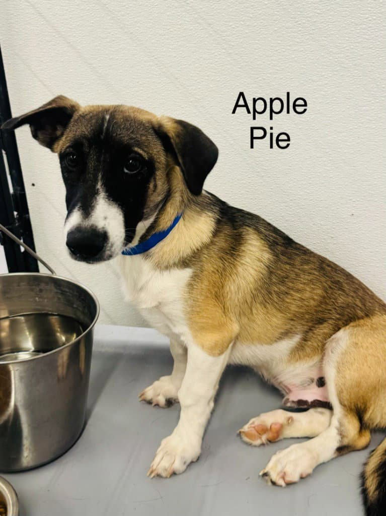 Wiley (Apple Pie)