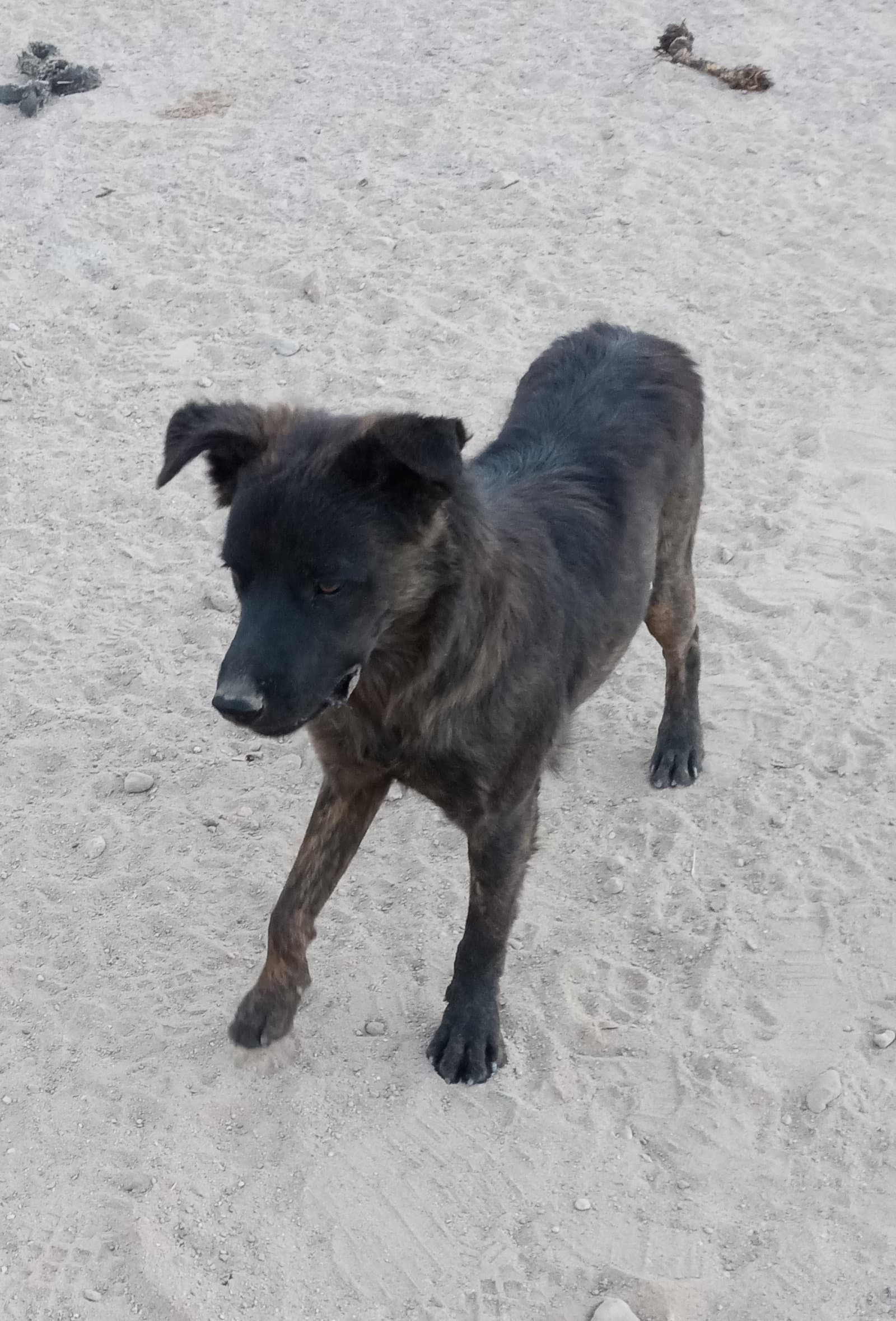 Taz