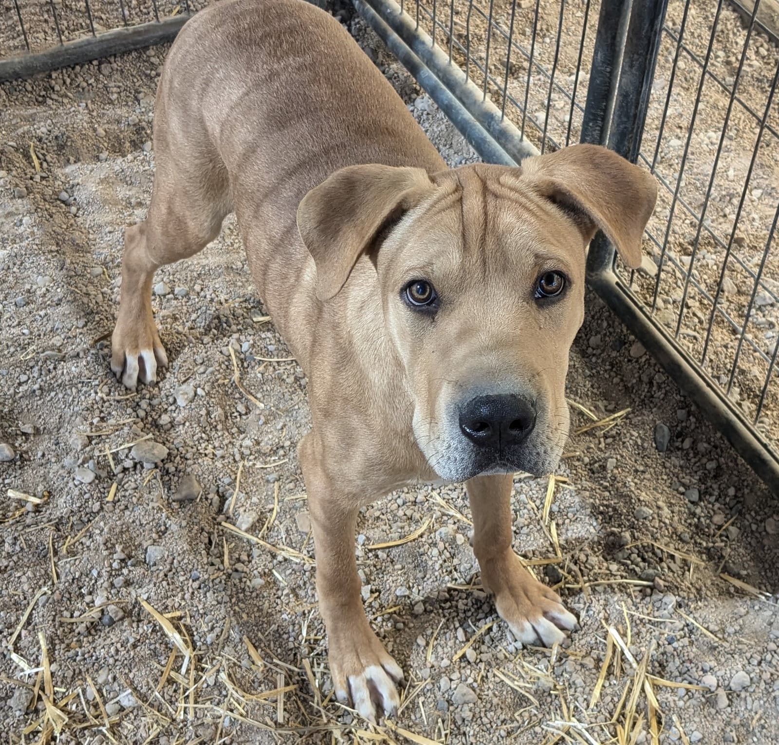 Remington