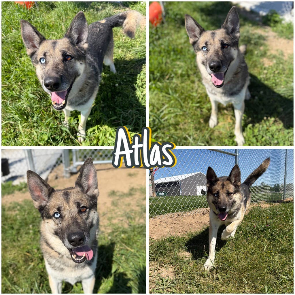 Atlas - Sponsored