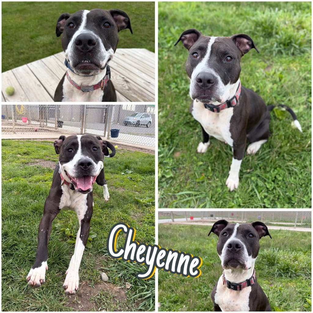 Cheyenne