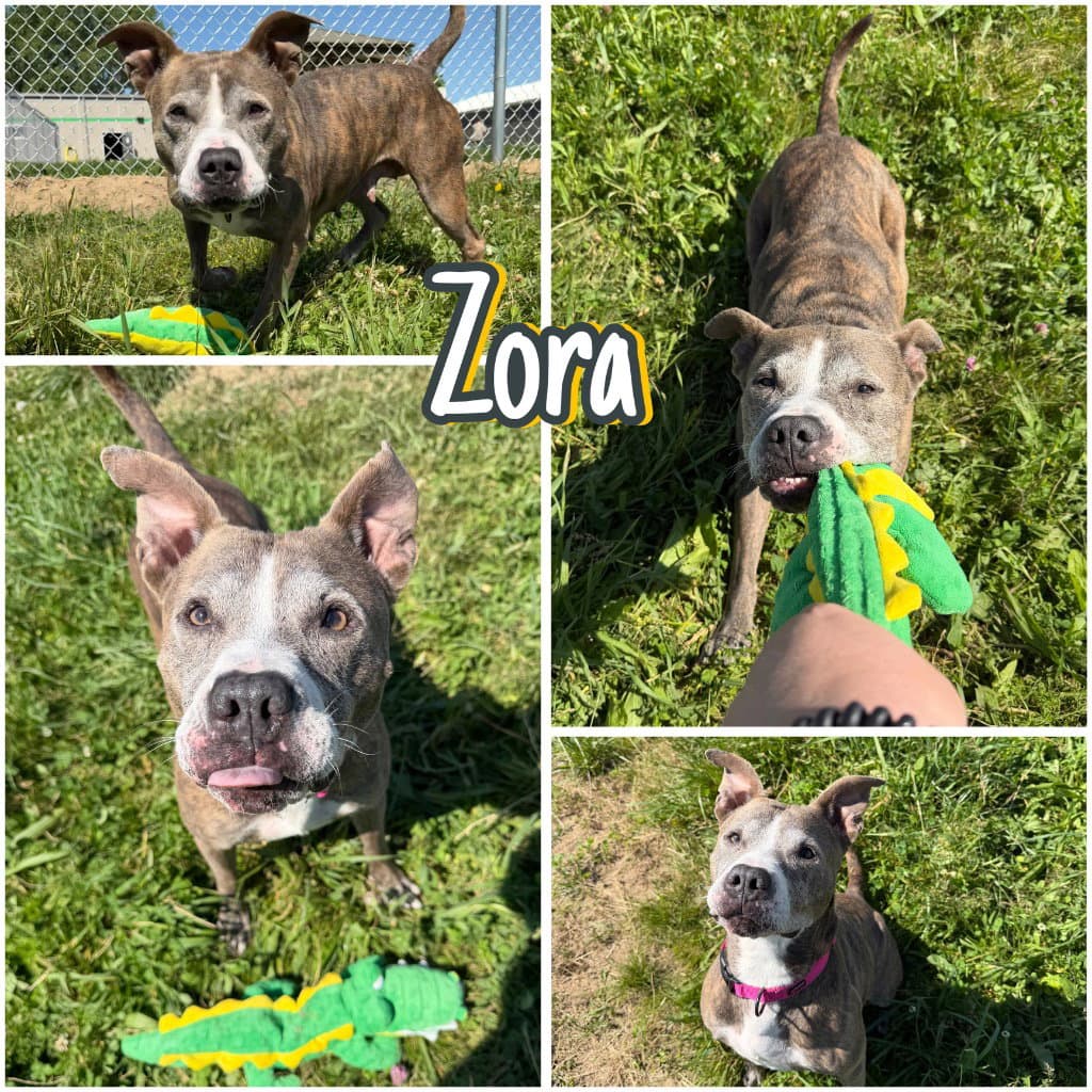 Zora - Fee Waived