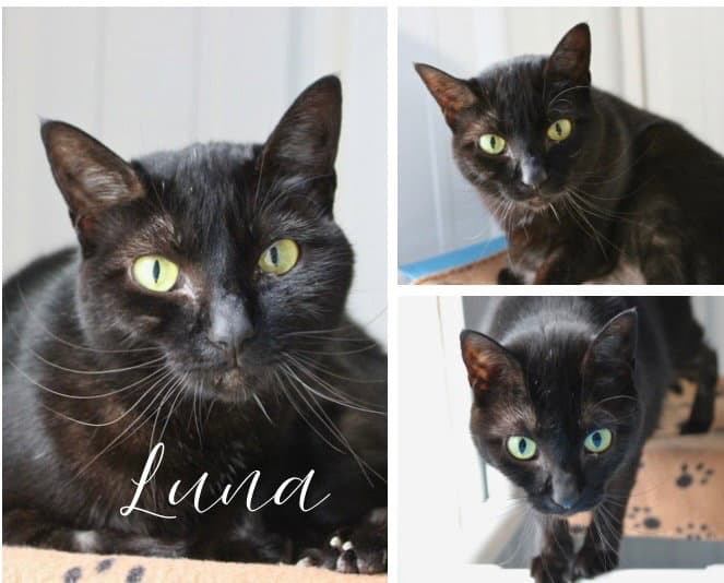Luna- WAIVED FEE- long term