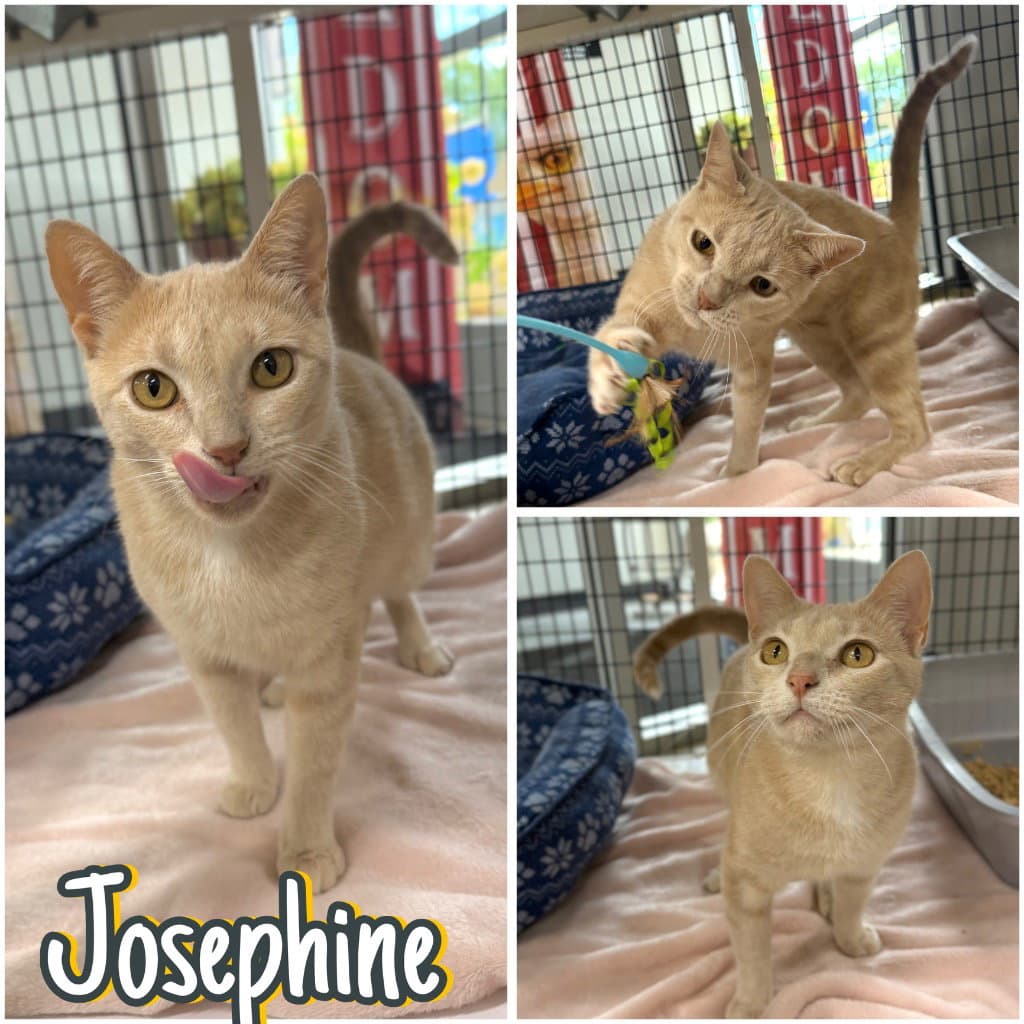 Josephine