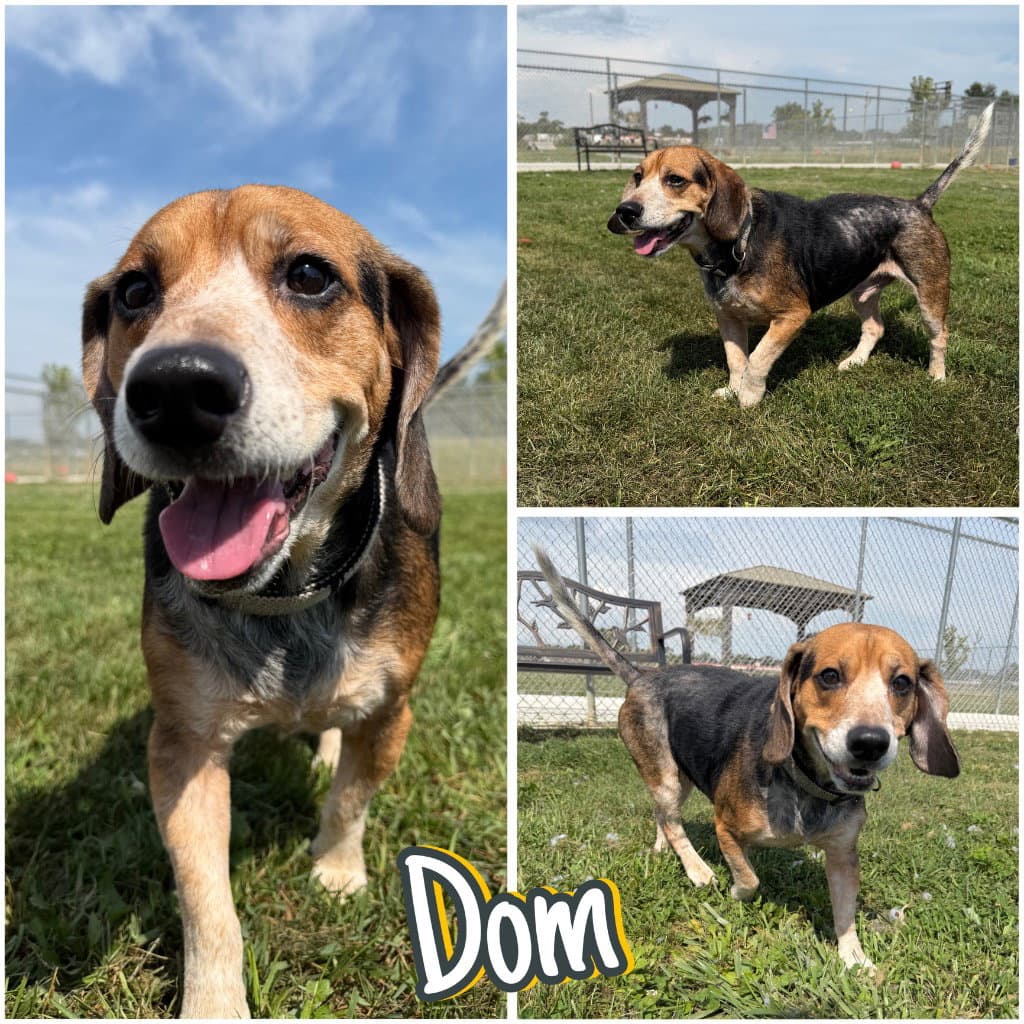 Dom