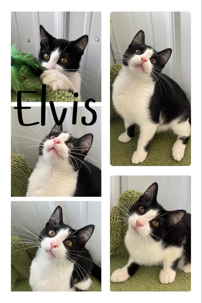 Elvis