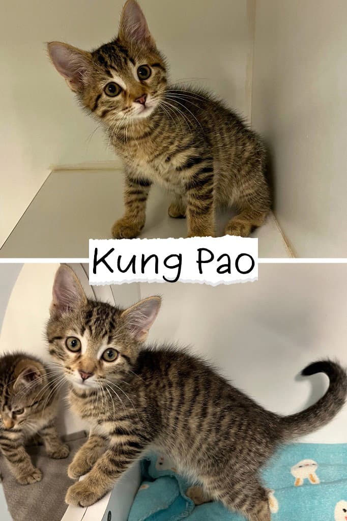 Kung Pao Chicken