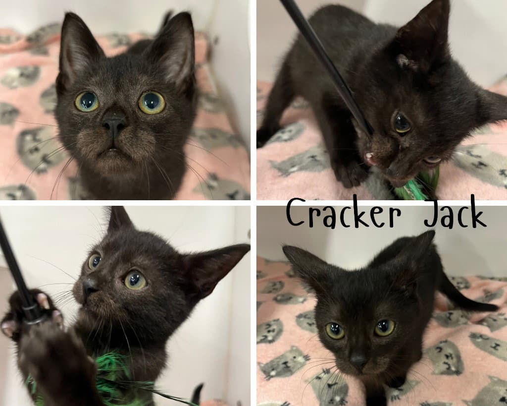 Cracker Jack