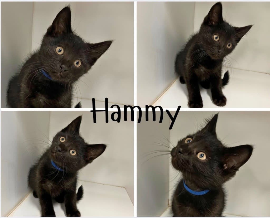 Hammy