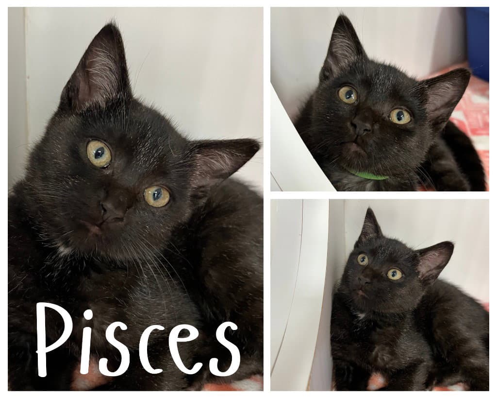 Pisces