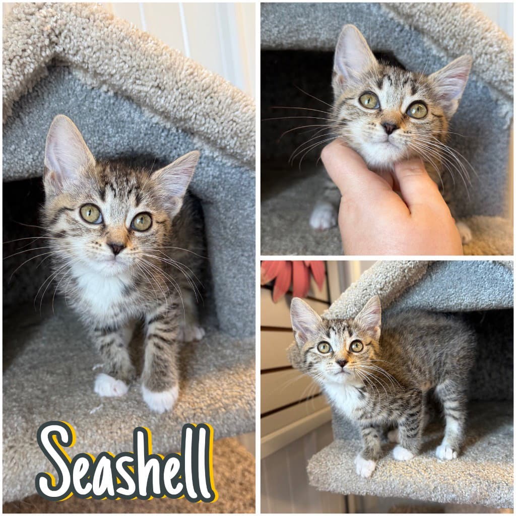 Seashell