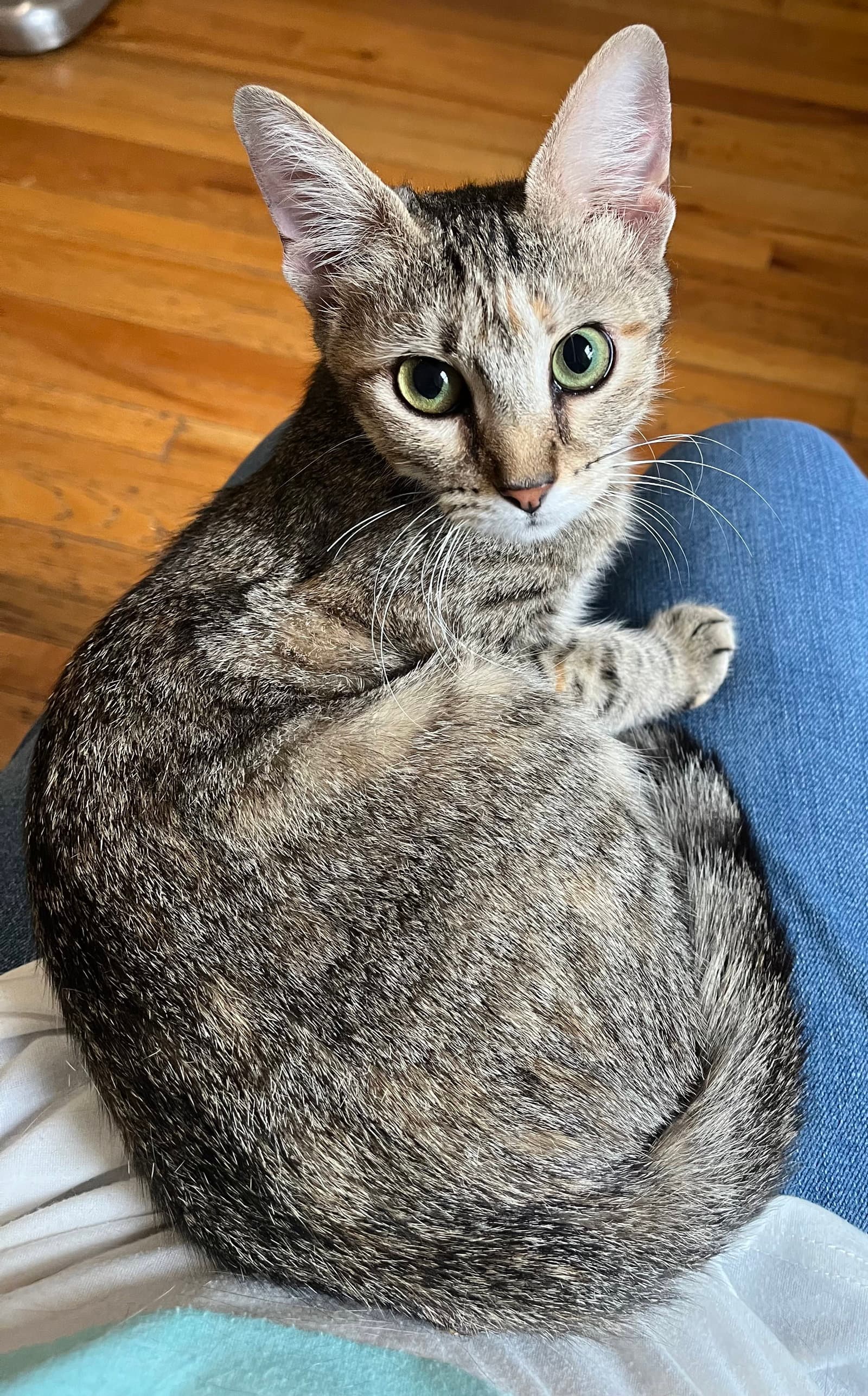 Fig