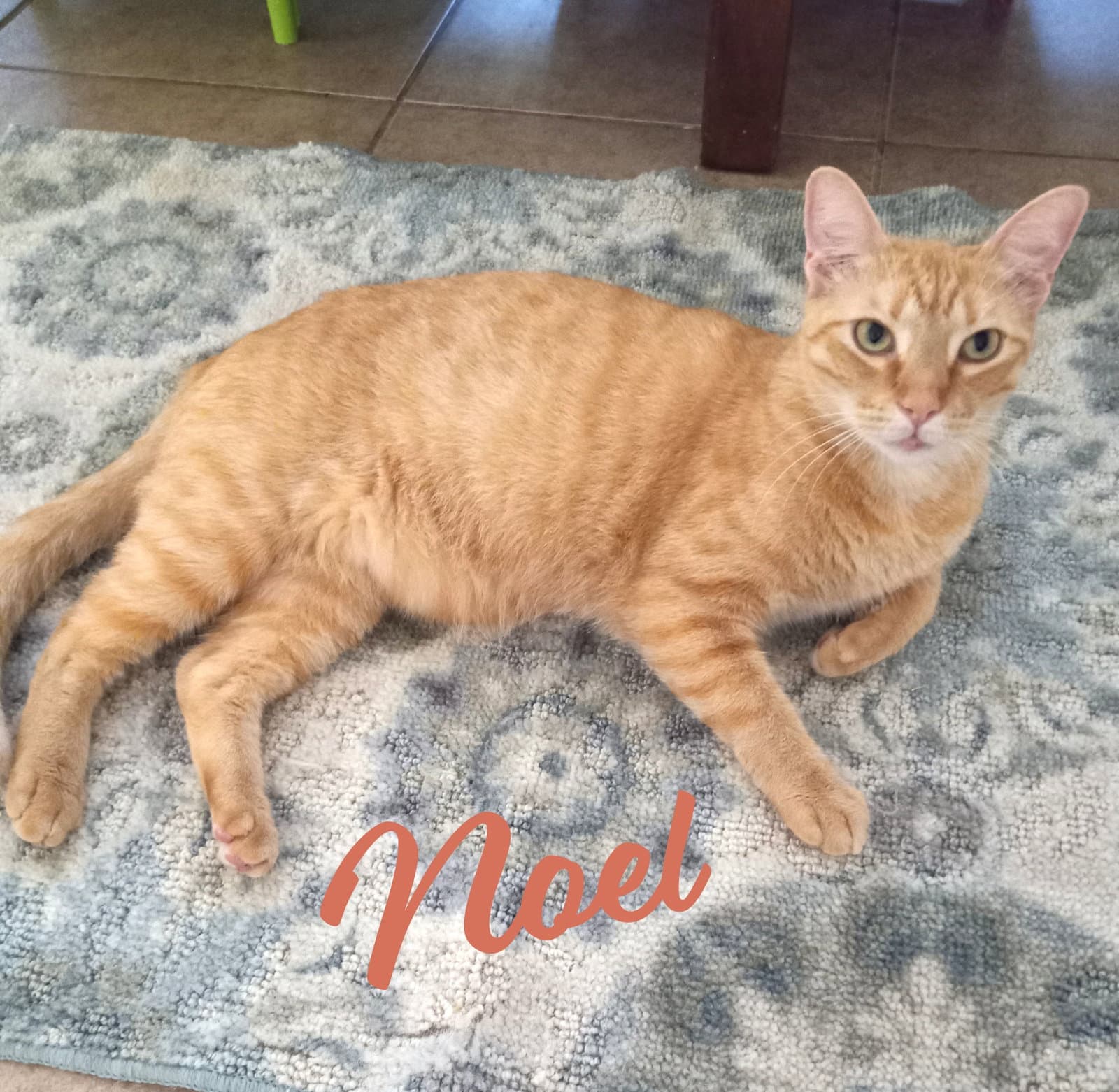 Noel #lap-kitty-bed-buddy