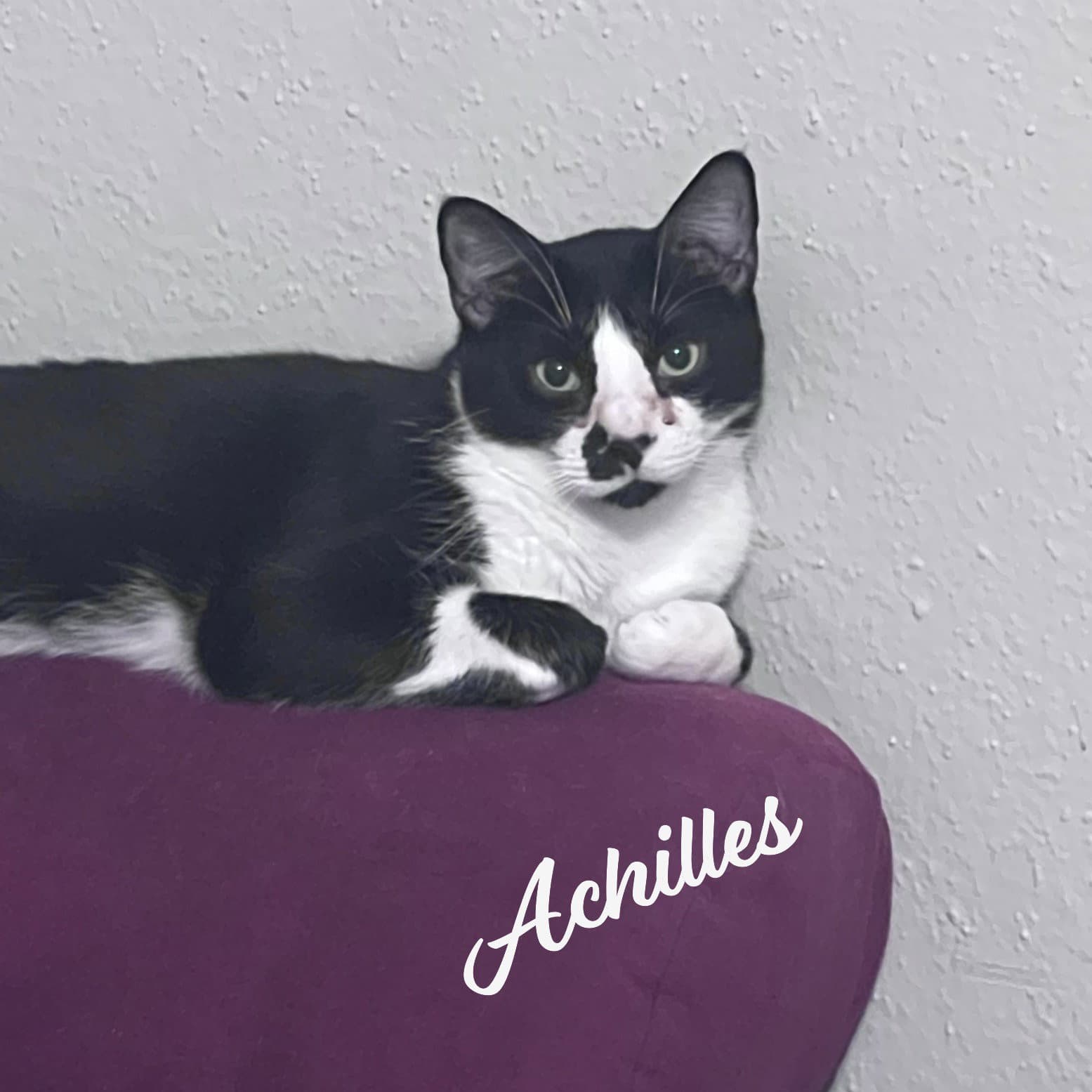 Achilles #retired-dumpster-diver