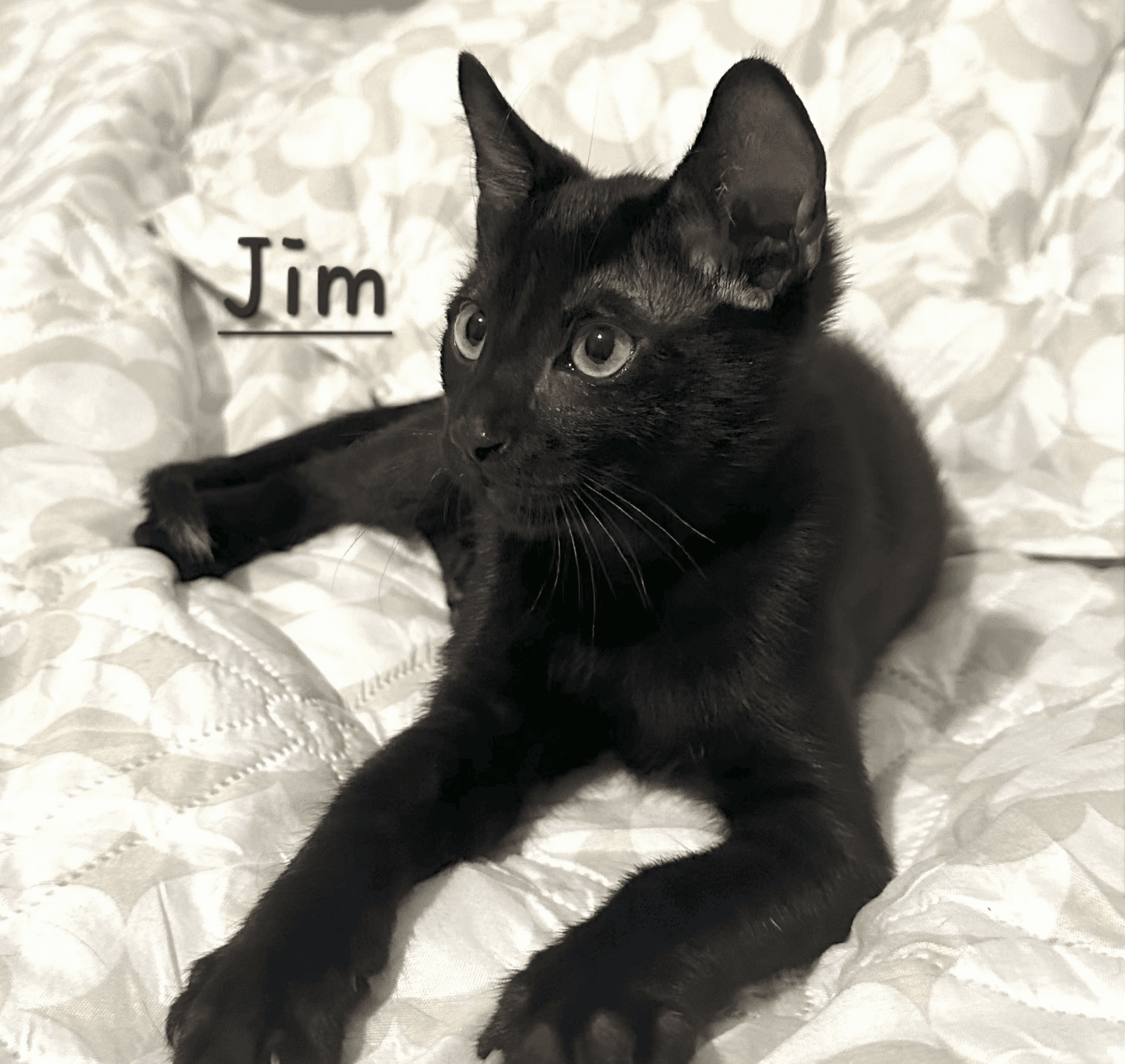 Jim #Beam
