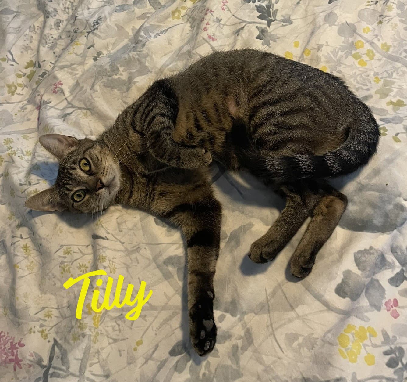 Tilly #adventurous-aristocat